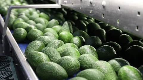 Avocado Processing Line