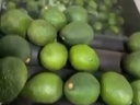 Avocado Processing Line