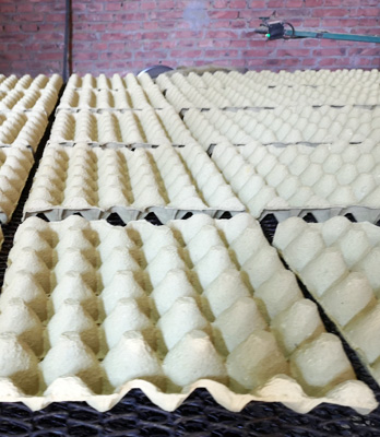 Egg Tray Manufacturing machine 